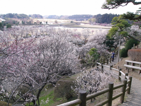 偕楽園梅まつり期間と開園時間入場料と開花情報と主なイベントは