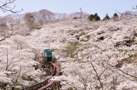 船岡城址公園の駐車場の時間とお花見時期の混雑回避のコツは