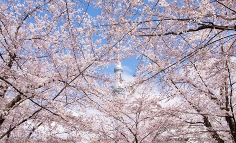 隅田公園お花見の混雑と場所取りと見頃と桜のライトアップの時間は