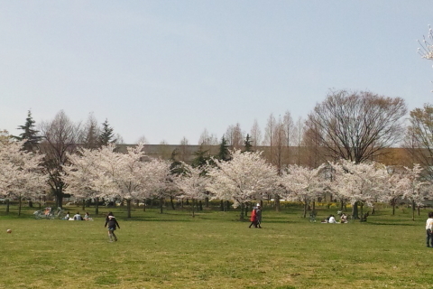 舎人公園桜の開花と見頃や千本桜まつりライトアップ花火の開催は