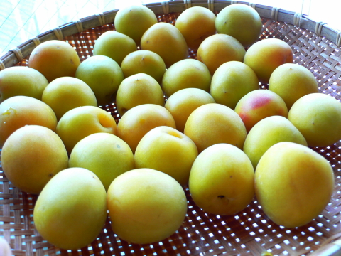 梅干しの作り方ジップロックで簡単重石の代用やもみしその作り方は