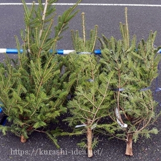 Ikeaクリスマスツリーもみの木17年発売日と値段と回収日は