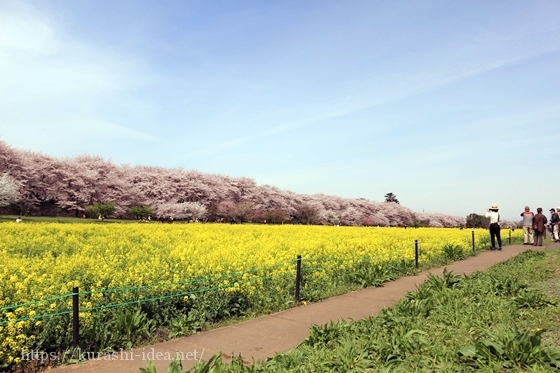 権現堂公園幸手権現堂桜堤のアクセス電車の駅やバスやタクシーや徒歩の行き方は