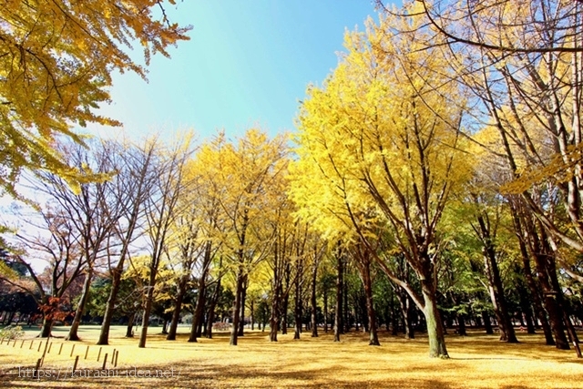 代々木公園の紅葉の混雑と感想周辺の屋台や食事や見所は